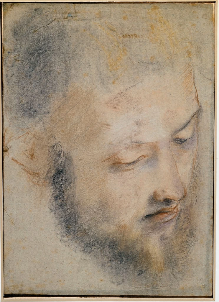 Studio di testa maschile - Pinacoteca di Brera, Barocci Federico